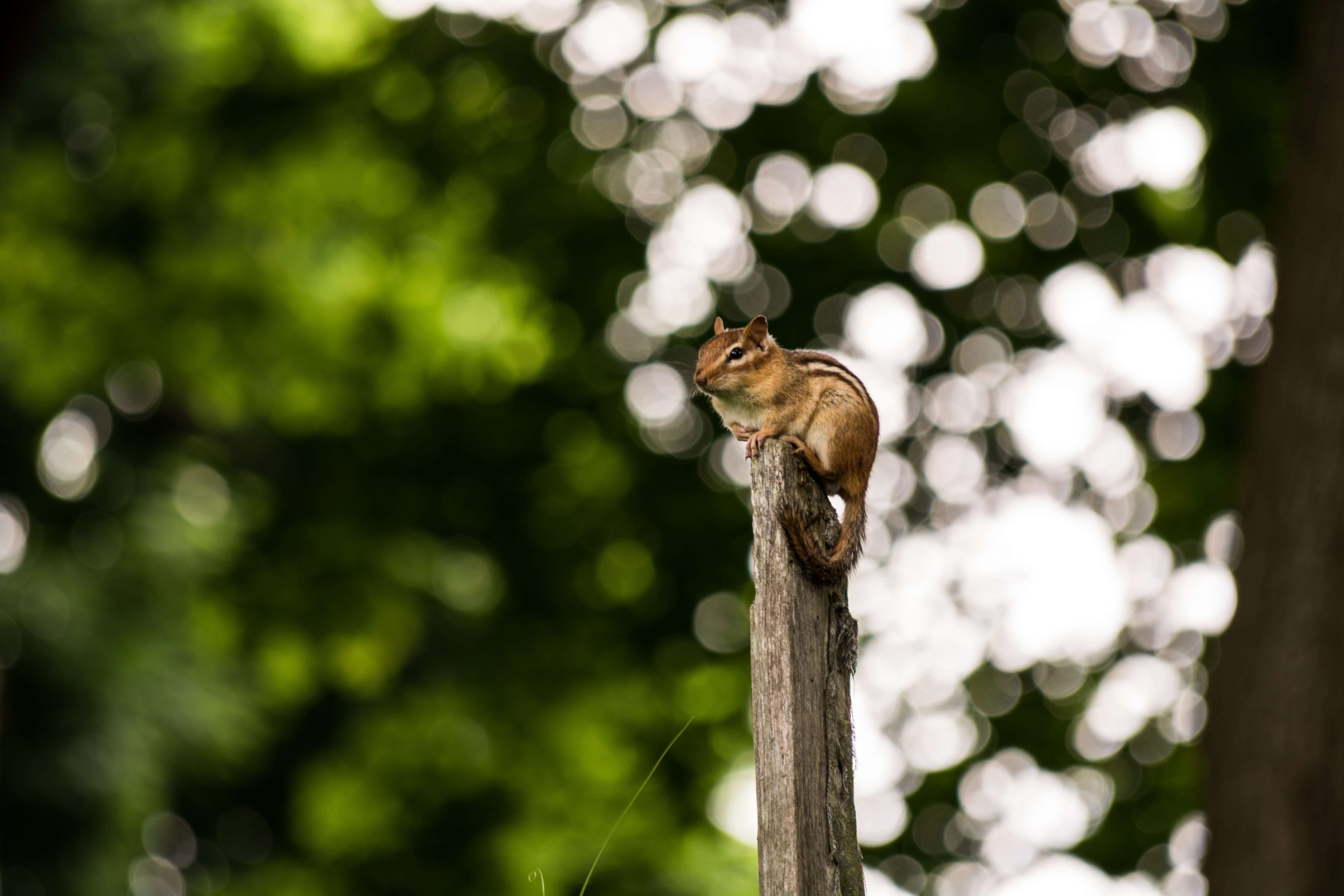A chipmunk sits on top of a tall, weathered wooden post, surrounded by a blurred background of green foliage and dappled sunlight.